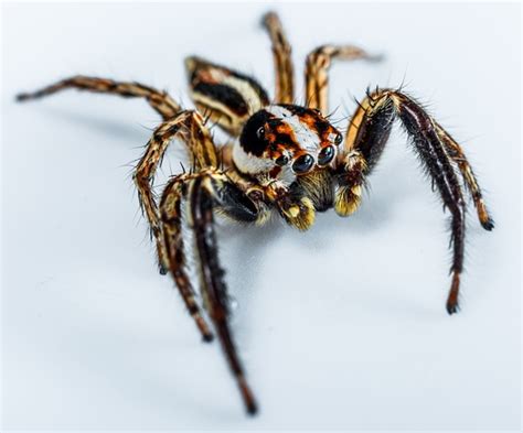 House Spiders The 10 Most Common Youll Find Consumersadvocate
