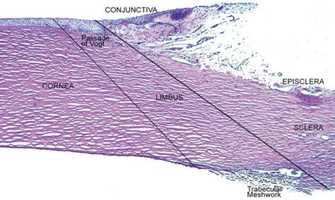 Human Eye Sclera Histology Hľadať Googlom Nervo Ottico Nervo Corneo