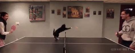 playing ping pong with a cat on imgur