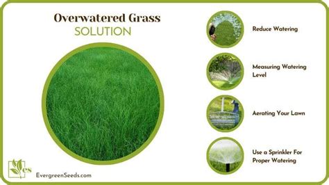 Overwatered Grass Why And How To Fix Evergreen Seeds