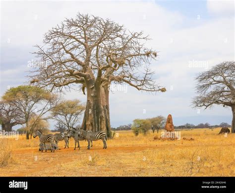 Zebras At Base Of Baobab Tree Tarangire National Park Tanzania East