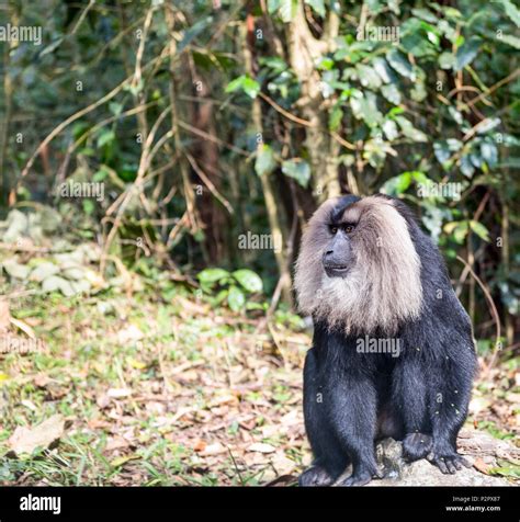 Male Lion Tailed Macaque Macaca Silenus Seen In The Forest Of