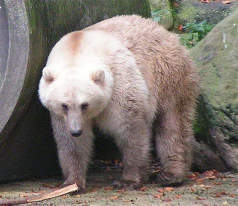 Grizzlypolar Bear Hybrid Wikipedia