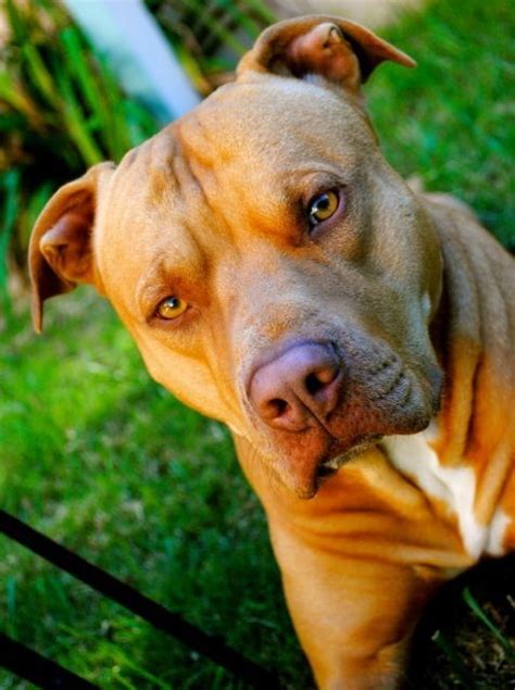 30 Cutest Red Nose Pitbull Pictures Ever Page 3 Of 9 The Paws