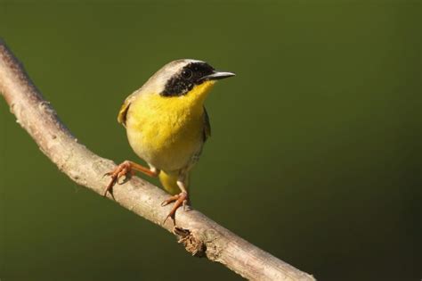 35 Birds With Yellow Bellies North America Id Photos