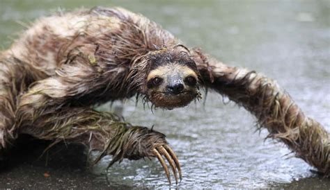19 Cute Animals That Look Terrifying When Theyre Soaking Wet
