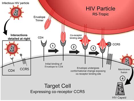 In humans, the ccr5 gene that encodes the ccr5 protein is located on the short (p). 一种新的HIV治疗策略—通过CCR5靶点 - 技术前沿 - 资讯 - 生物在线