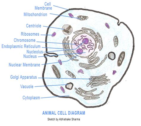 Eukaryotic Cell Diagram
