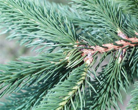 Смърч Picea Spruce Форум