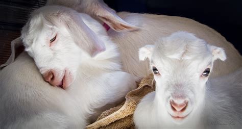 Baby Goats Napping Photograph By Natalie Rotman Cote Fine Art America