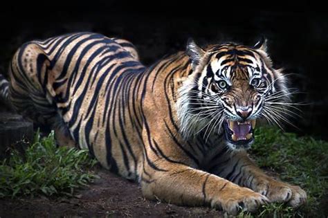Dont You Dare Come Near Me Sumatran Tiger By Ivan Leevia 500px