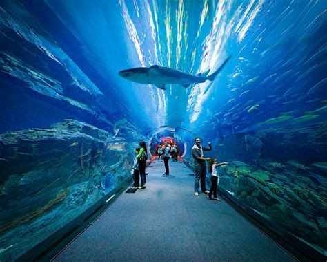 Billets Et Pass Pour Laquarium Et Underwater Zoo De Dubaï Musement