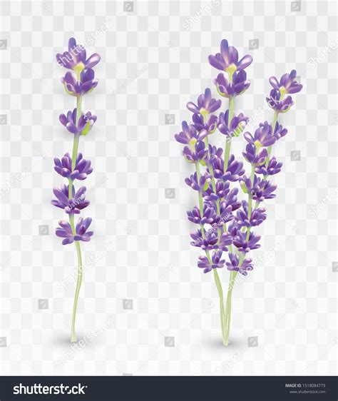 D Realistic Lavender Isolated On Transparent Stock Vector Royalty