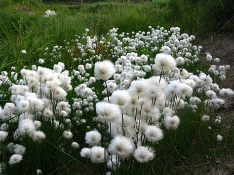 25 Hardy Ornamental Cotton Grass Eriophorum Seeds