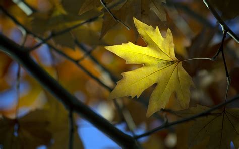 Download Wallpaper 3840x2400 Maple Leaf Branch Autumn Blur 4k Ultra