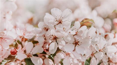 Download Wallpaper 3840x2160 Sakura Flowers Spring Blooms Light