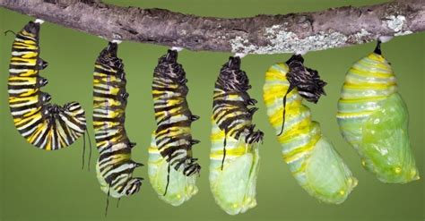 Chrysalis Vs Cocoon Whats The Difference A Z Animals