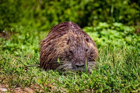 Nutria Rodent Hula Valley Israel Stock Photo Image Of Valley Wild