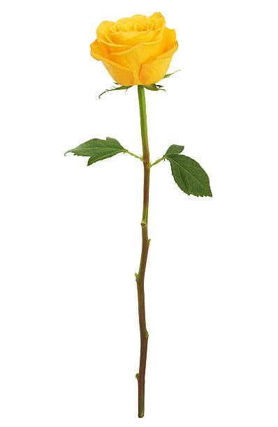 Single Yellow Rose Pictures Images And Stock Photos Istock