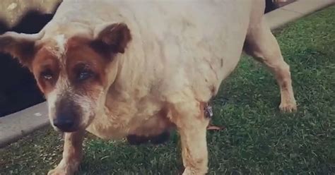 Overweight Dog Is Finally Loving Life Thanks To His New Moms Videos