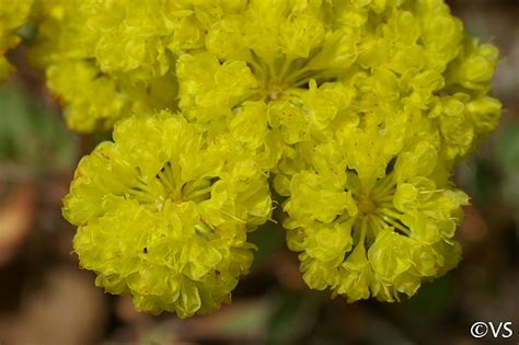 It is the responsibility of each prospective buyer when contacting breeders to verify pertinent information as well as to assess the advisability of entering into a contract with a particular breeder. Eriogonum umbellatum var. polyanthum 'Shasta Sulphur ...