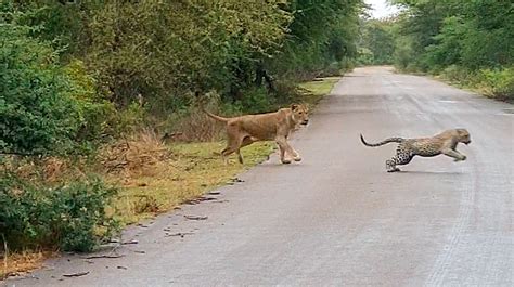 Watch From A Baboon Grooming A Lion Cub To Lions