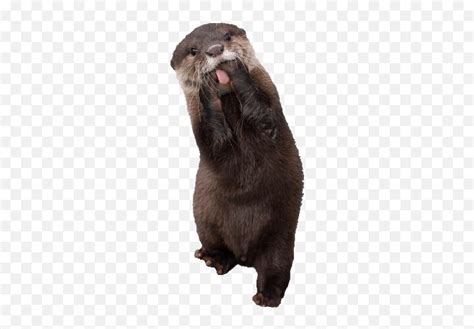 The Newest Otter Stickers North American River Otter Emojiotter
