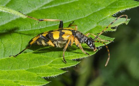 Four Banded Longhorn Beetle Leptura Quadrifasciata