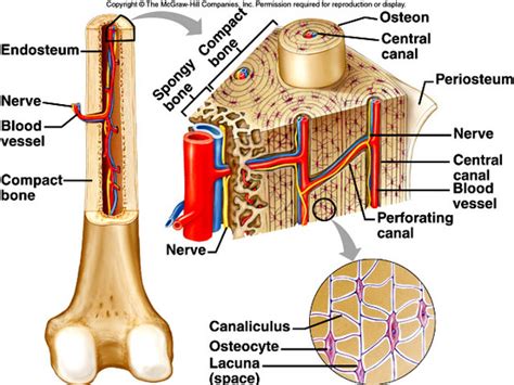 Osseous tissue and bone structure. The Skeletal System - Mr. Smit: Life Sciences For SHS