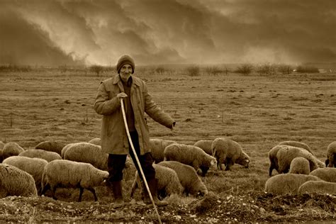 1600x1200 Wallpaper Shepherd Surrounded By Sheep Peakpx