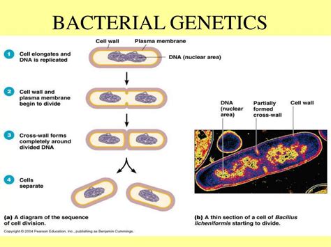 Ppt Bacterial Genetics Powerpoint Presentation Free Download Id
