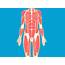 Abdominal Muscles Function Anatomy & Diagram  Body Maps