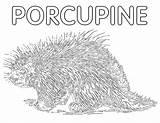 Porcupine Coloring Coloringway sketch template