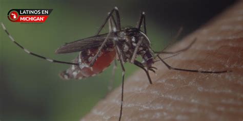 Detectan Especies De Mosquitos Que Pueden Transmitir El Virus Zika En