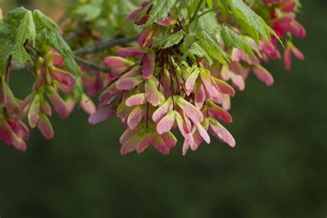 Pictures Plants With Pods Pink Winged Maple Seed Pods Acer