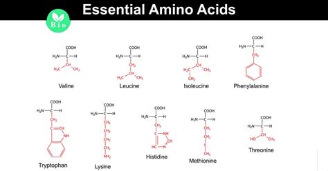 Amino acids are a crucial, yet basic unit of protein, and they contain an amino group and a carboxylic group. Essential Amino Acids: Functions, Requirements, Food Sources