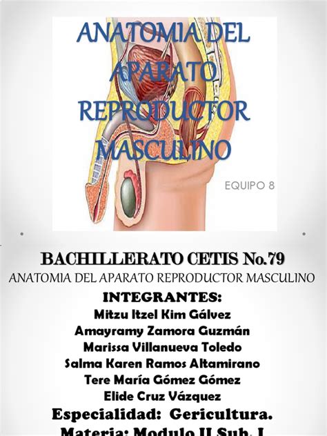 Anatomia Del Aparato Reproductor Masculino Semen Testículo