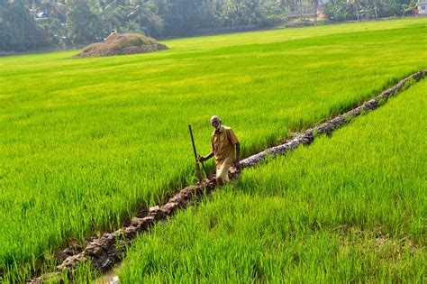 Rice Farmers In Kerala