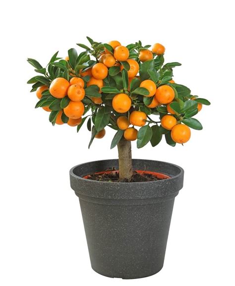 Top 6 Dwarf Fruit Trees You Can Plant In A Mini Garden Dwarf Fruit