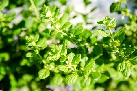 Mentha Plant Close Up Fresh Green Peppermint Leaves On Sunlight In