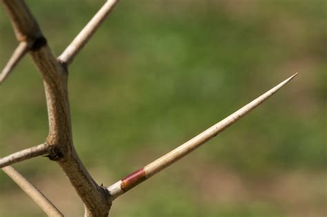 Mesquite Thorns Prosopis Glandulosa 6 Cm Long Twigs On Y Flickr