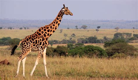 Giraffes ´threatened With Extinction´