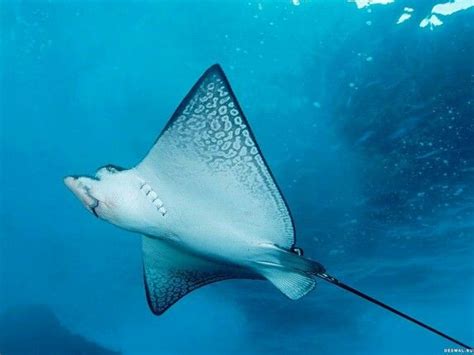 Stingray Underwater And Sea Life Photography Pinterest