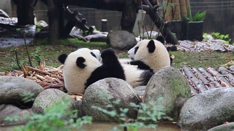 Panda Base Chengdu 3 Youtube