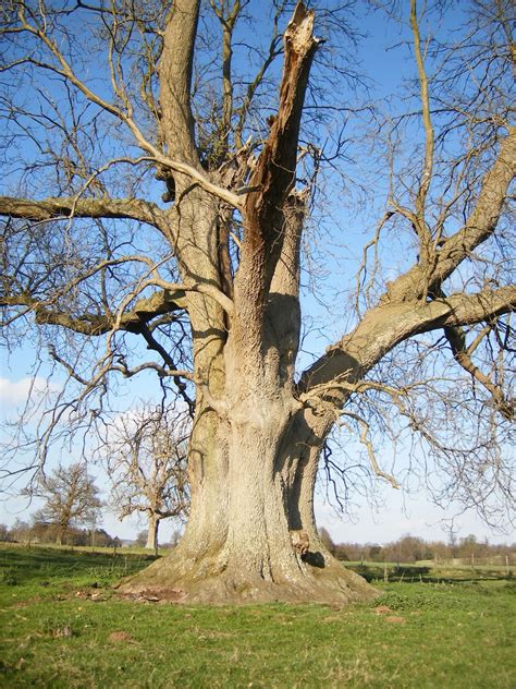 Fraxinus Excelsior Trees And Shrubs Online