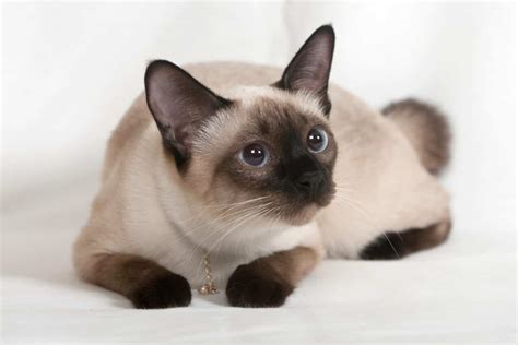 Chocolate Point Siamese Cat Breed Information 2024