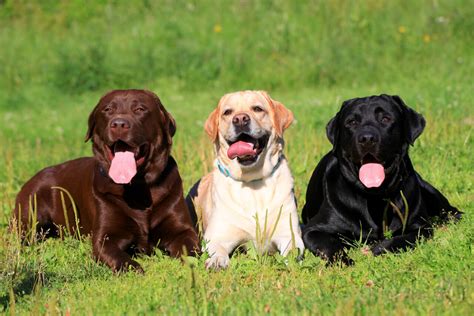 What To Expect If You Get A Labrador Retriever All For Dogs
