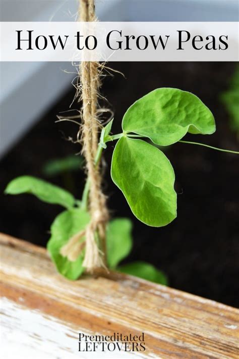 Tips For Growing Peas In Your Garden