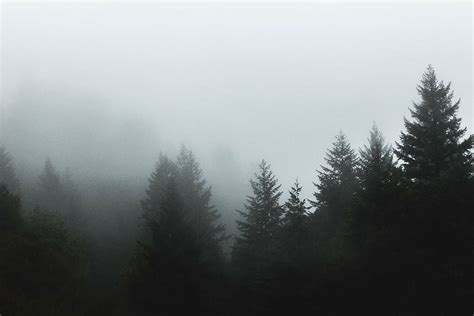 Trees Fog Pine Forest Woods Nature Foggy Tree Landscape Day