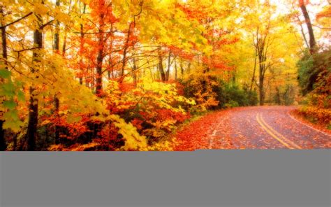 Amazing Nature Autumn Leaves Background Desktop Free Download